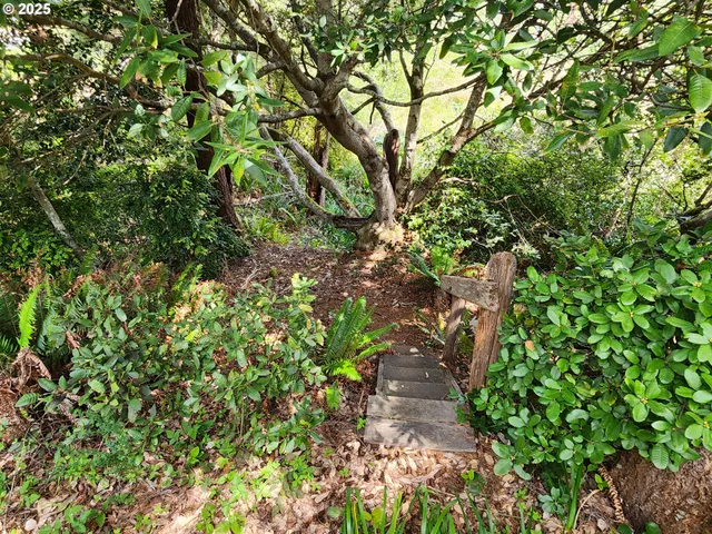 a view of a yard with plants and trees