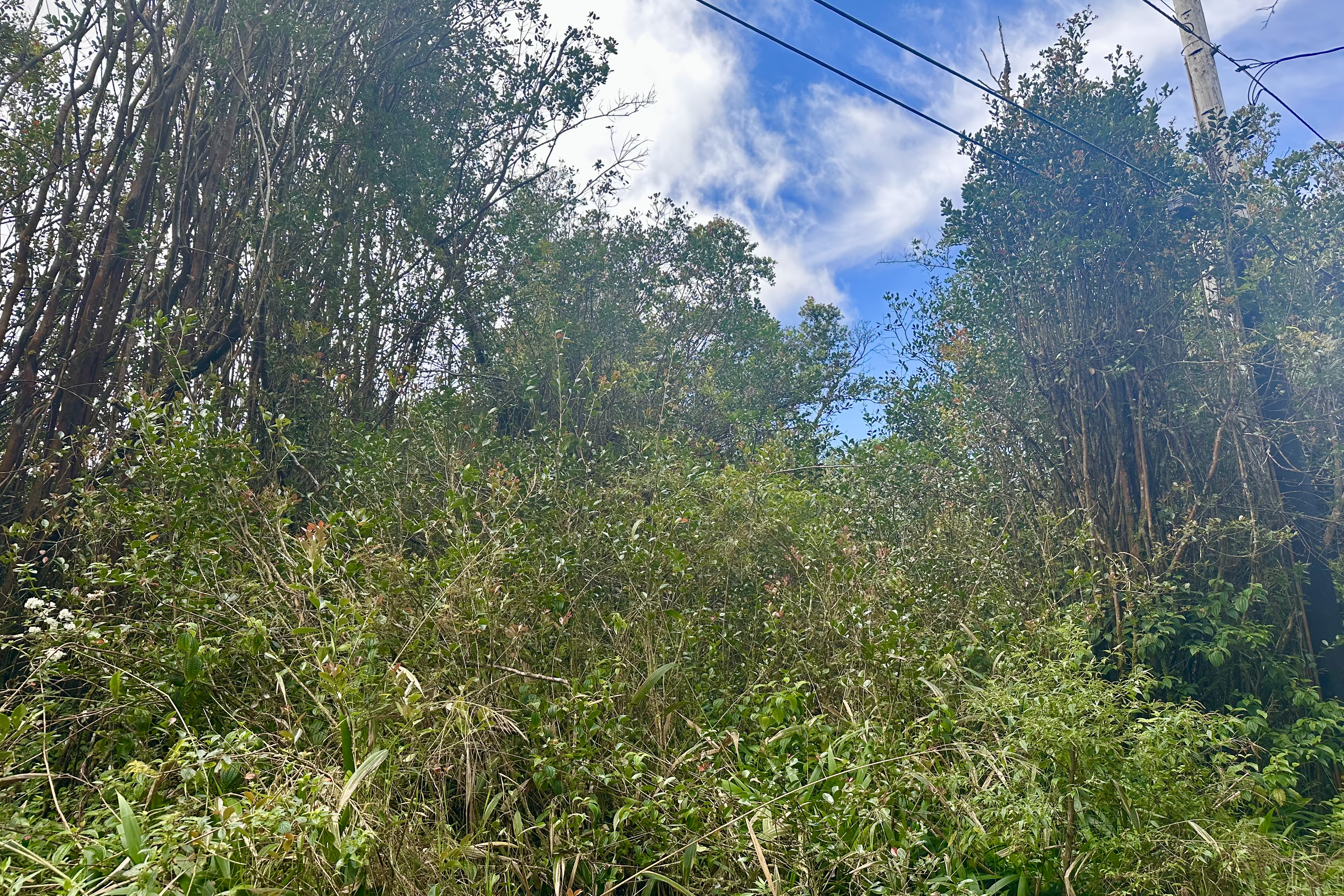 56 Maunalani Tract Road Mountain View, HI 96771 - Photo 2 of 10