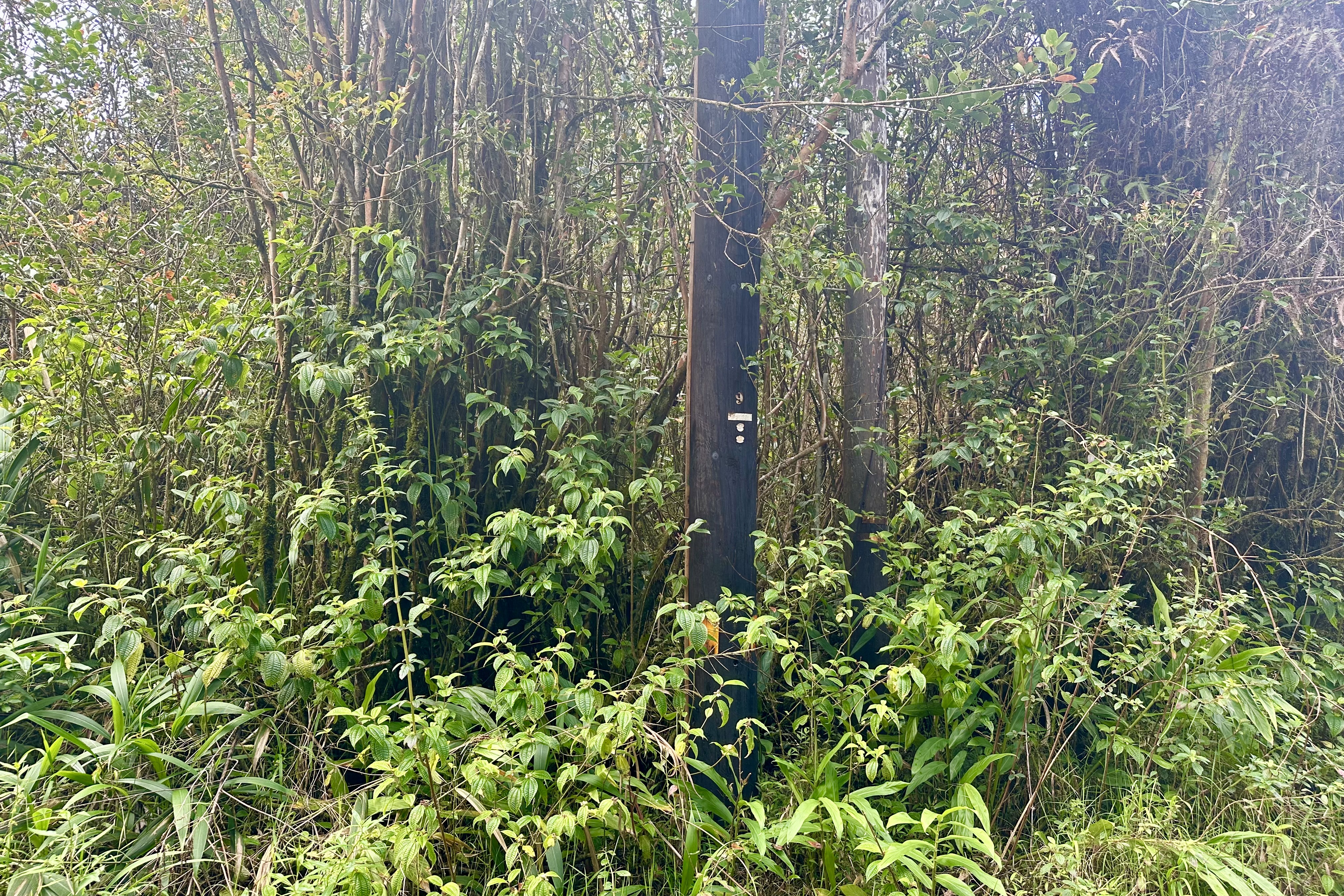 56 Maunalani Tract Road Mountain View, HI 96771 - Photo 5 of 10 a close up of a plant