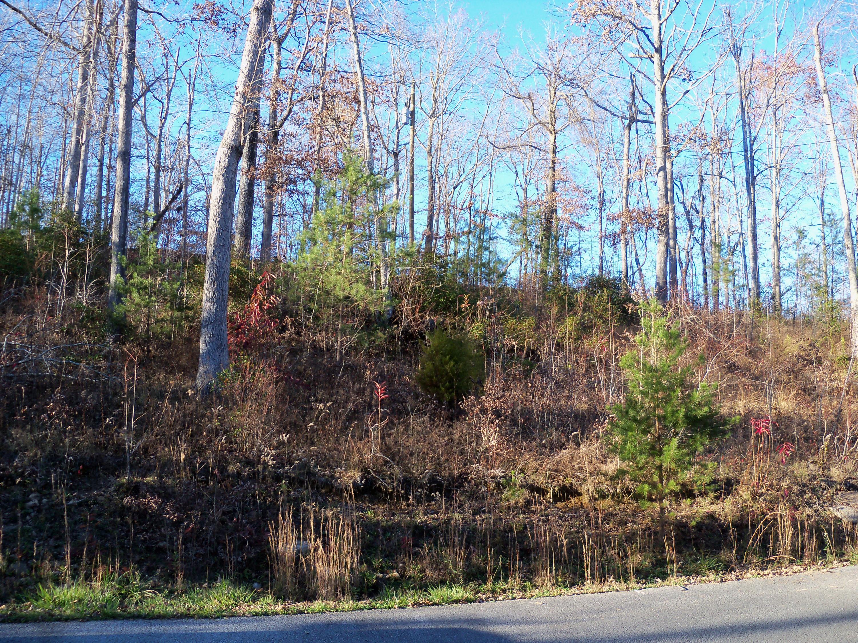 798 Maple Branch Road Sparta, TN 38583 - Photo 19 of 23 Privacy from road