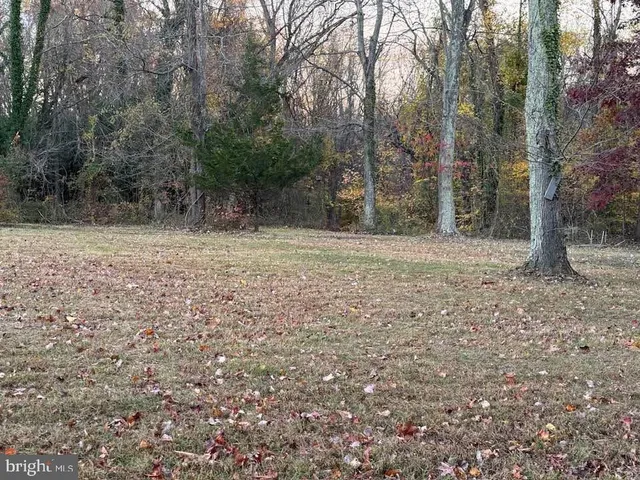 a view of a forest with trees in the background