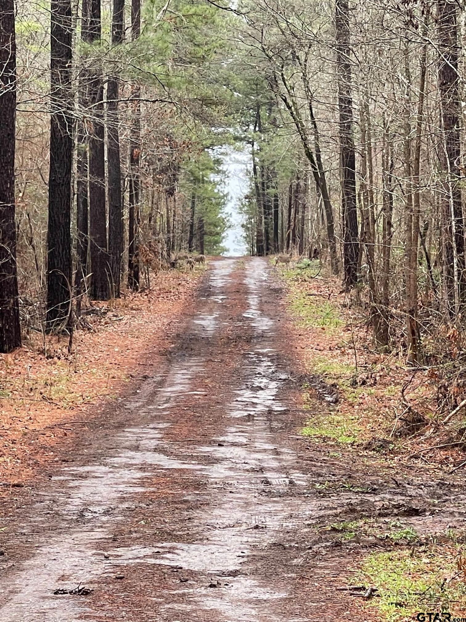 460-acres Off Watson Road Kilgore, TX 75662 - Photo 3 of 38