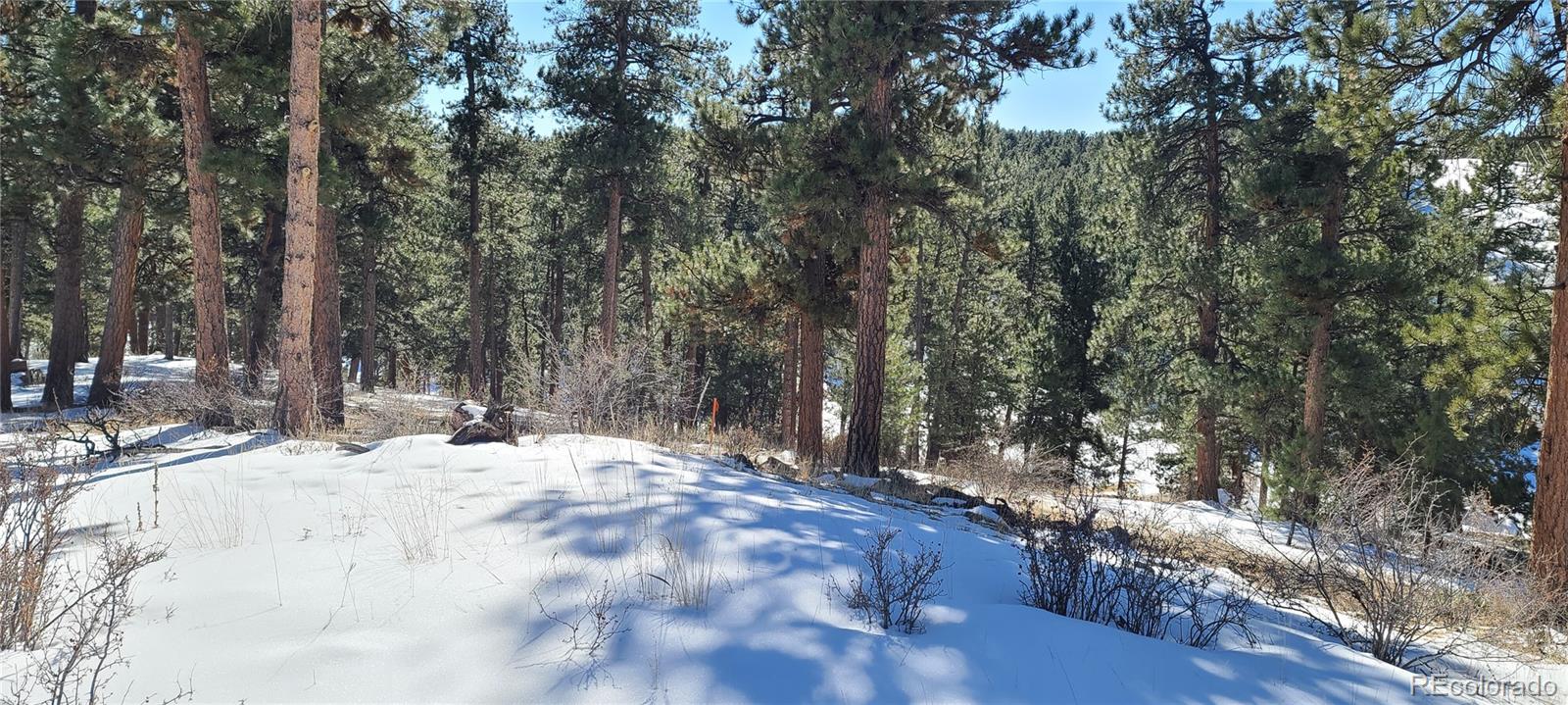 1493 Pinedale Ranch Circle Evergreen, CO 80439 - Photo 15 of 19 a view of a yard with trees