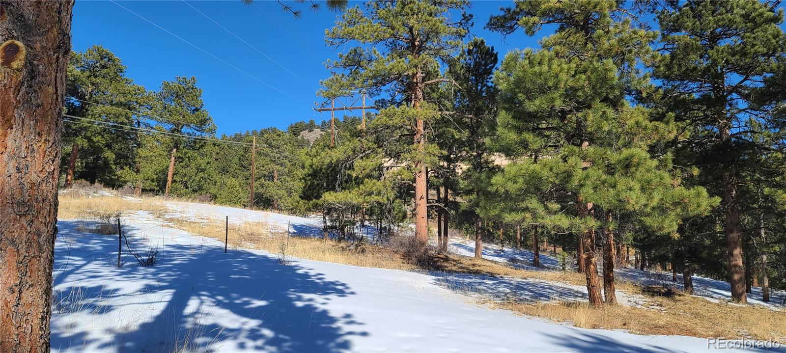 1493 Pinedale Ranch Circle Evergreen, CO 80439 - Photo 17 of 19 a view of a yard with trees