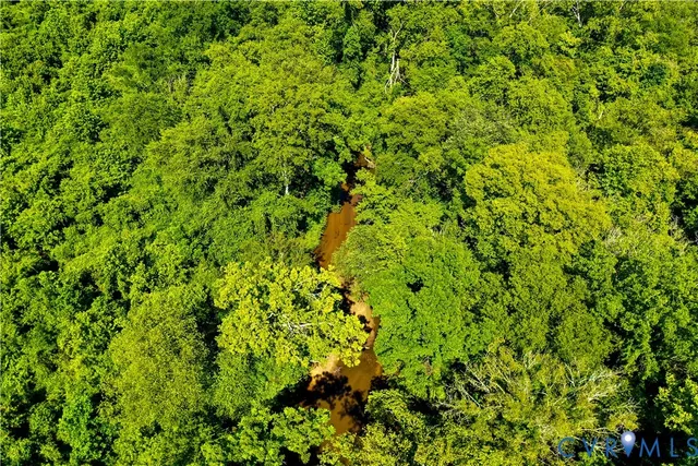 a view of a lush green forest