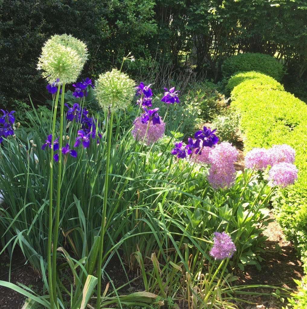 6 Davis Lane Darien, CT 06820 - Photo 36 of 49 a view of a flower in a garden