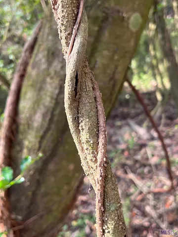 $169,900 | 7800 Tunica Trace, St. Francisville, LA 70775