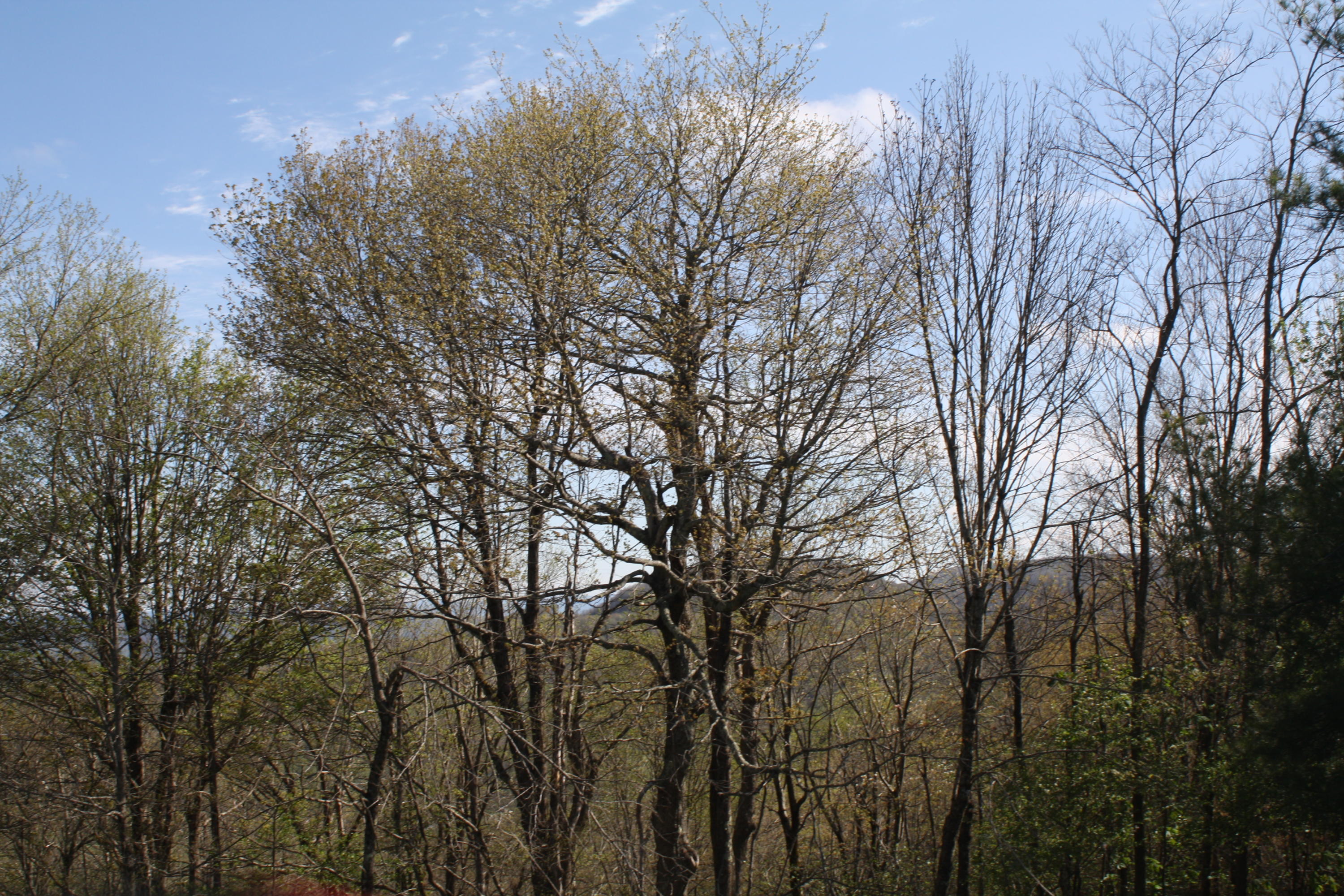 1161 Plumley Mountain Road Sandstone, WV 25985 - Photo 72 of 138 Gallery Image 72