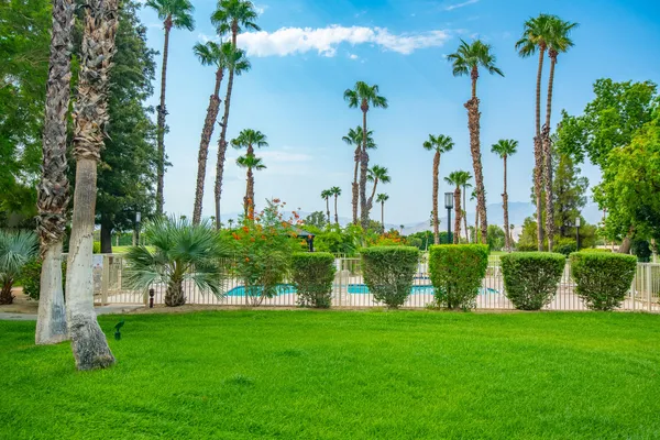 a view of a park and a palm tree