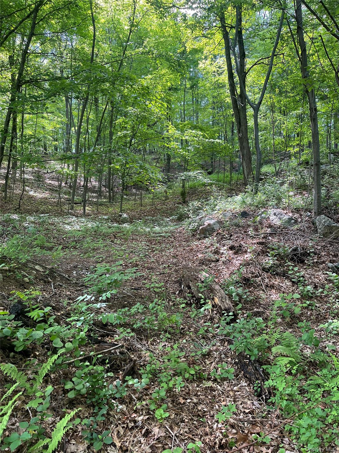 Old Church Road Putnam Valley, NY 10579 - Photo 13 of 26 a view of a forest with trees in the background