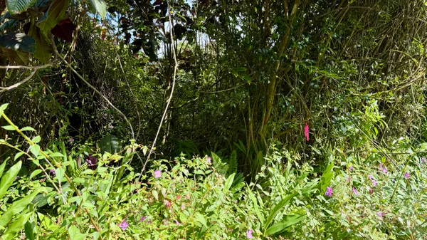 $32,000 | 28 Kupono Street, Pahoa, HI 96778
