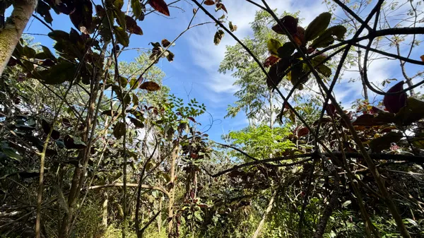 $32,000 | 28 Kupono Street, Pahoa, HI 96778