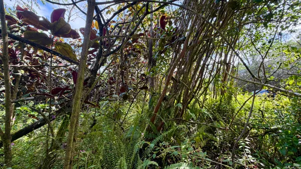 $32,000 | 28 Kupono Street, Pahoa, HI 96778