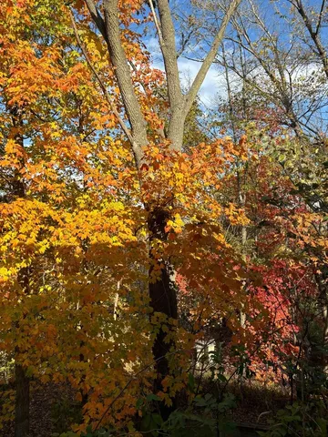 a view of city and tree