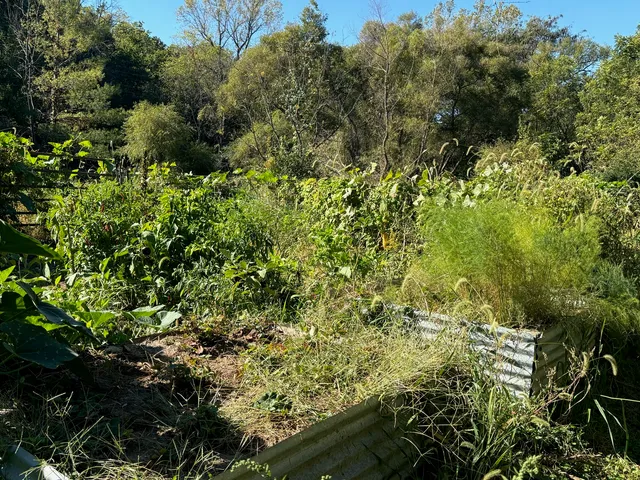a view of a garden with plants