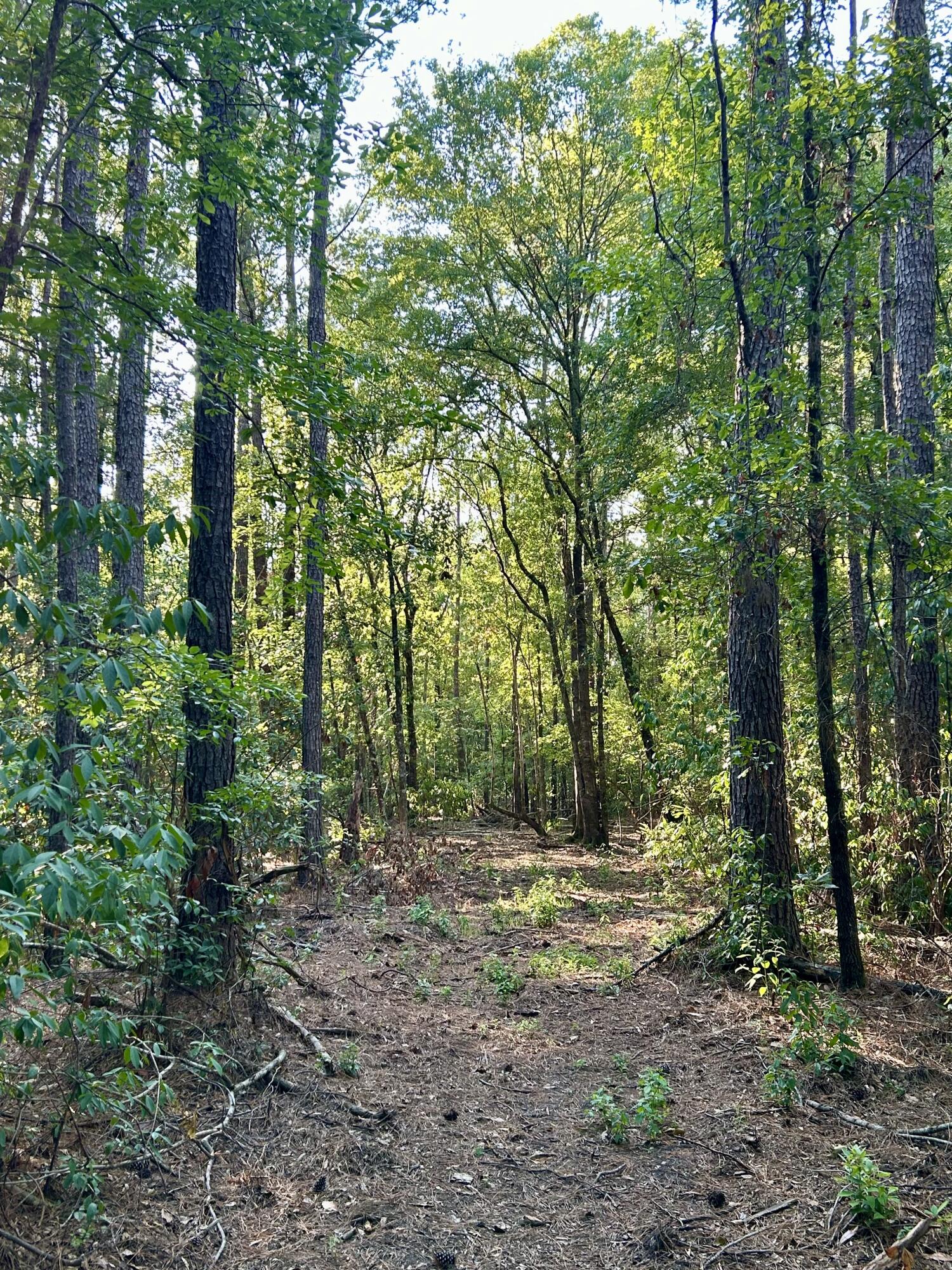 0 Fc Cox Road Hemingway, SC 29554 - Photo 21 of 38 IMG_2283