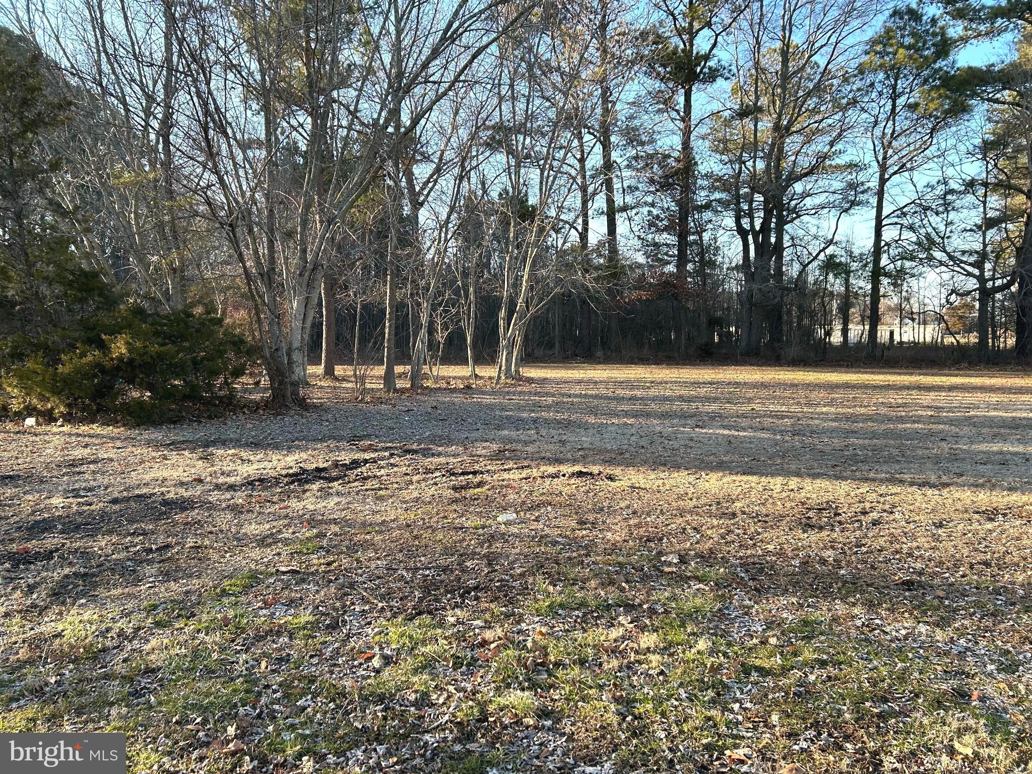 3450 Indian Bone Road Cambridge, MD 21613 - Photo 4 of 14 a view of dirt yard with large trees