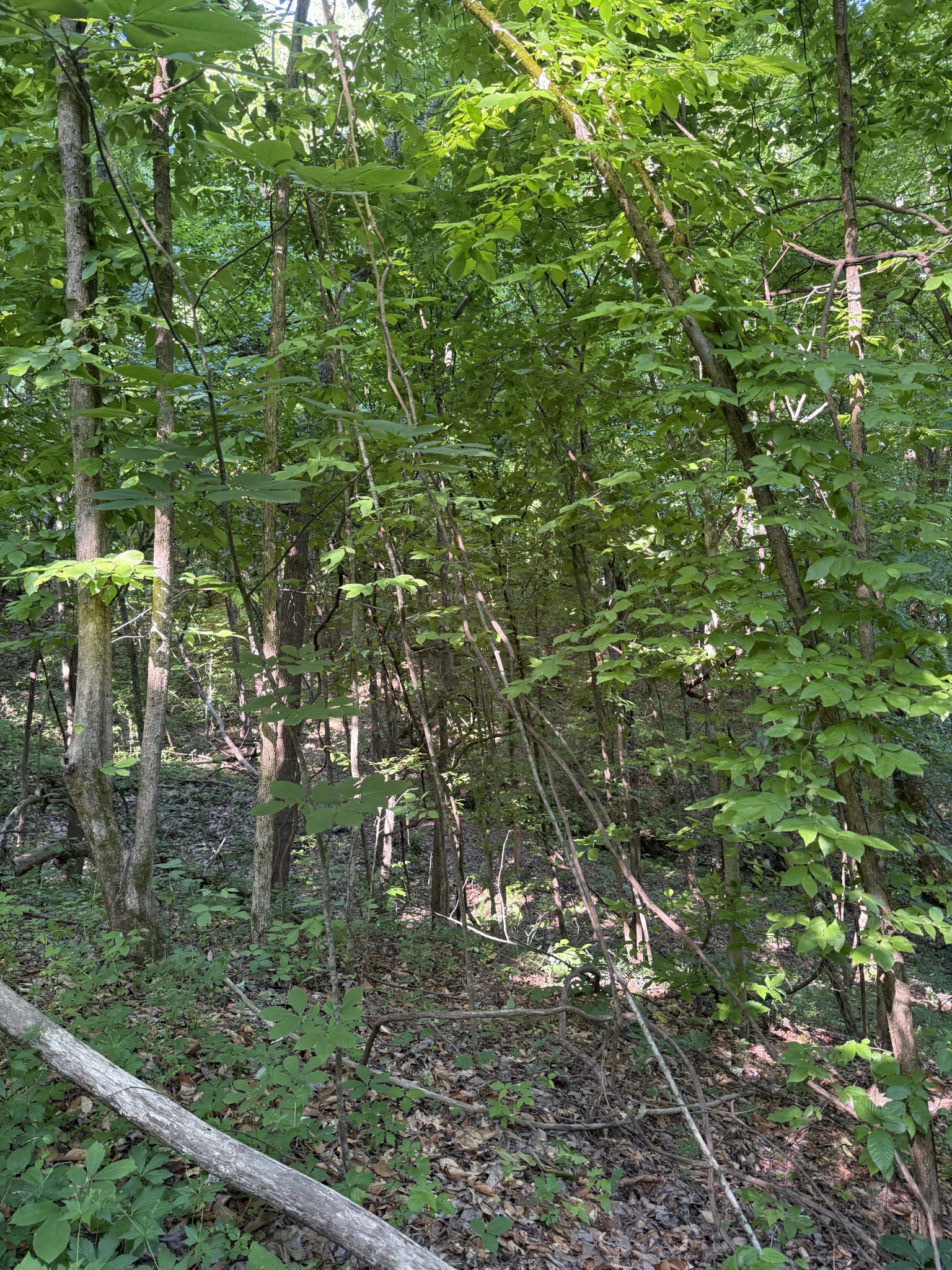 0 West Crigger Road Millington, TN 38053 - Photo 2 of 9