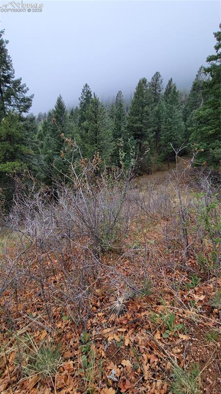 5325 Kulsa Road Cascade, CO 80809 - Photo 1 of 6 a view of a dry yard with trees in the background
