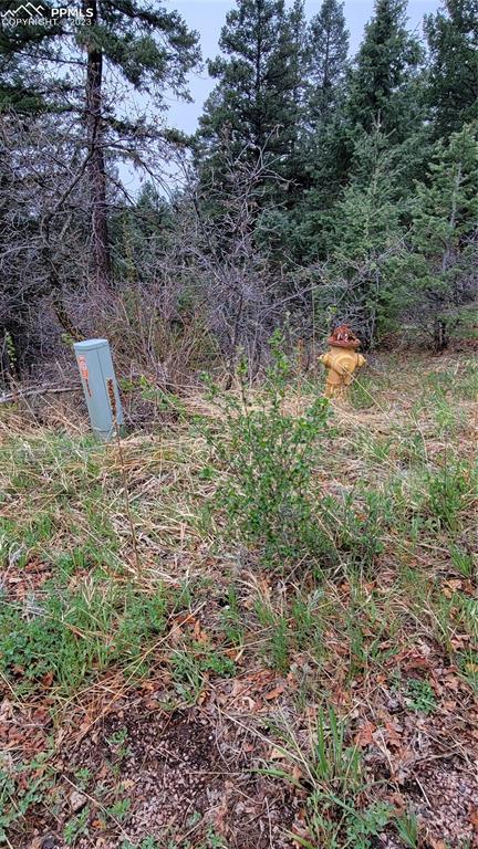 5325 Kulsa Road Cascade, CO 80809 - Photo 2 of 6 a view of a yard with plants and large trees