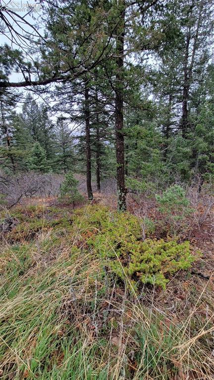 5325 Kulsa Road Cascade, CO 80809 - Photo 3 of 6 a view of trees and bushes