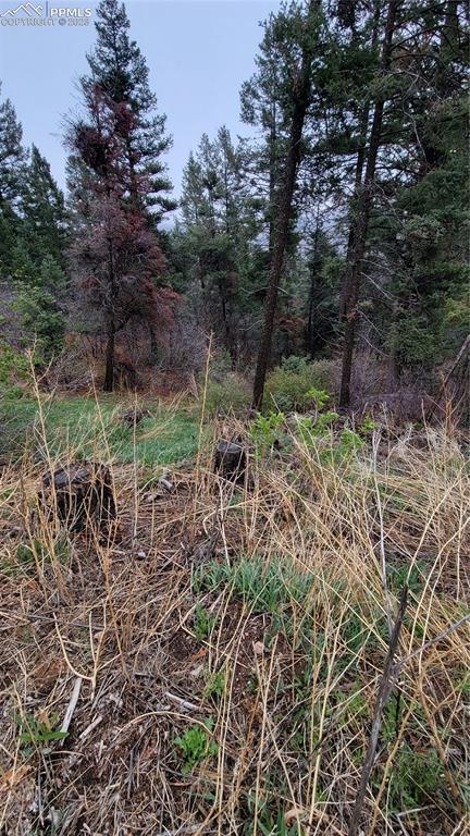 5325 Kulsa Road Cascade, CO 80809 - Photo 4 of 6 a backyard of a house with lots of green space