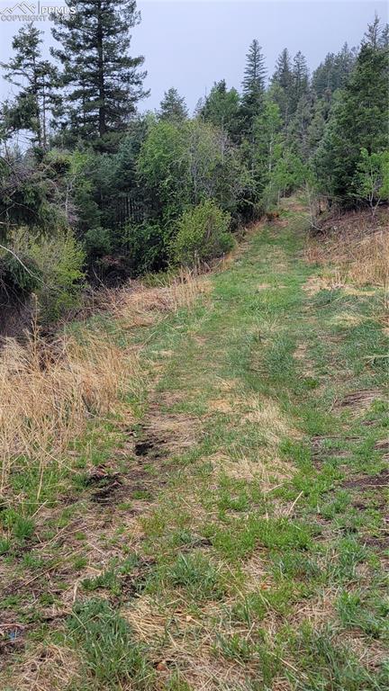 5325 Kulsa Road Cascade, CO 80809 - Photo 5 of 6 a view of a field with a tree