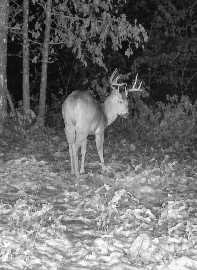 2230 Byllesby Road Ivanhoe, VA 24350 - Photo 23 of 25 Gallery Image 23