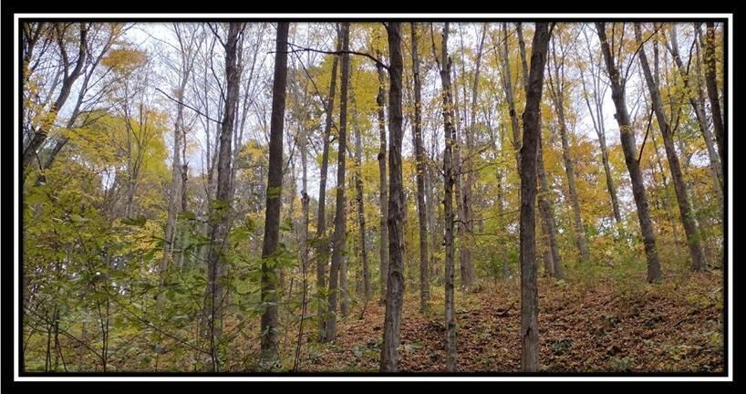 2169 Mohawk Coal Road Wellston, OH 45692 - Photo 10 of 58 image010