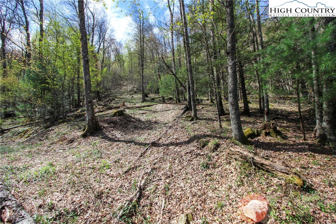 Lot 7 Moretz Road Deep Gap, NC 28618 - Photo 12 of 21 a view of a backyard with plants and trees