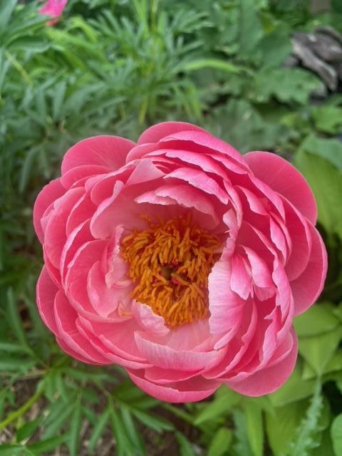 1007 Cross Road Eagan, MN 55123 - Photo 45 of 46