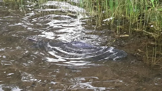 $104,000 | 365 Moytoy Road, Unit 103, Crab Orchard, TN 37723