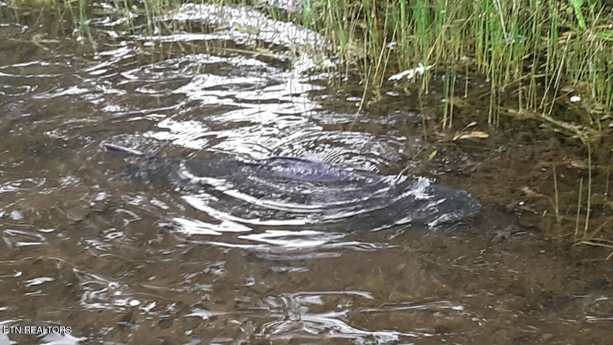 365 Moytoy Road, Unit 103 Crab Orchard, TN 37723 - Photo 33 of 42 jack k