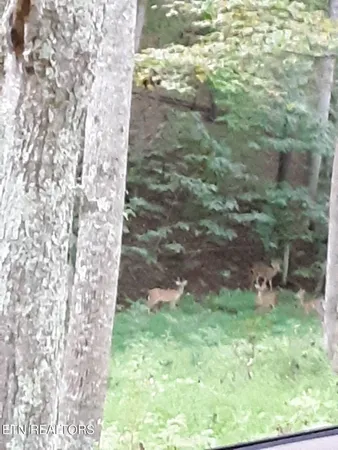 $104,000 | 365 Moytoy Road, Unit 103, Crab Orchard, TN 37723