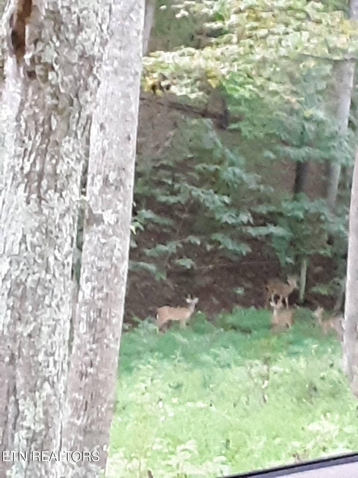 365 Moytoy Road, Unit 103 Crab Orchard, TN 37723 - Photo 35 of 42 jack n