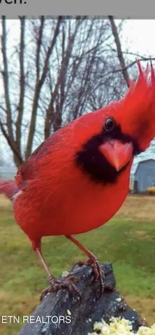 $104,000 | 365 Moytoy Road, Unit 103, Crab Orchard, TN 37723