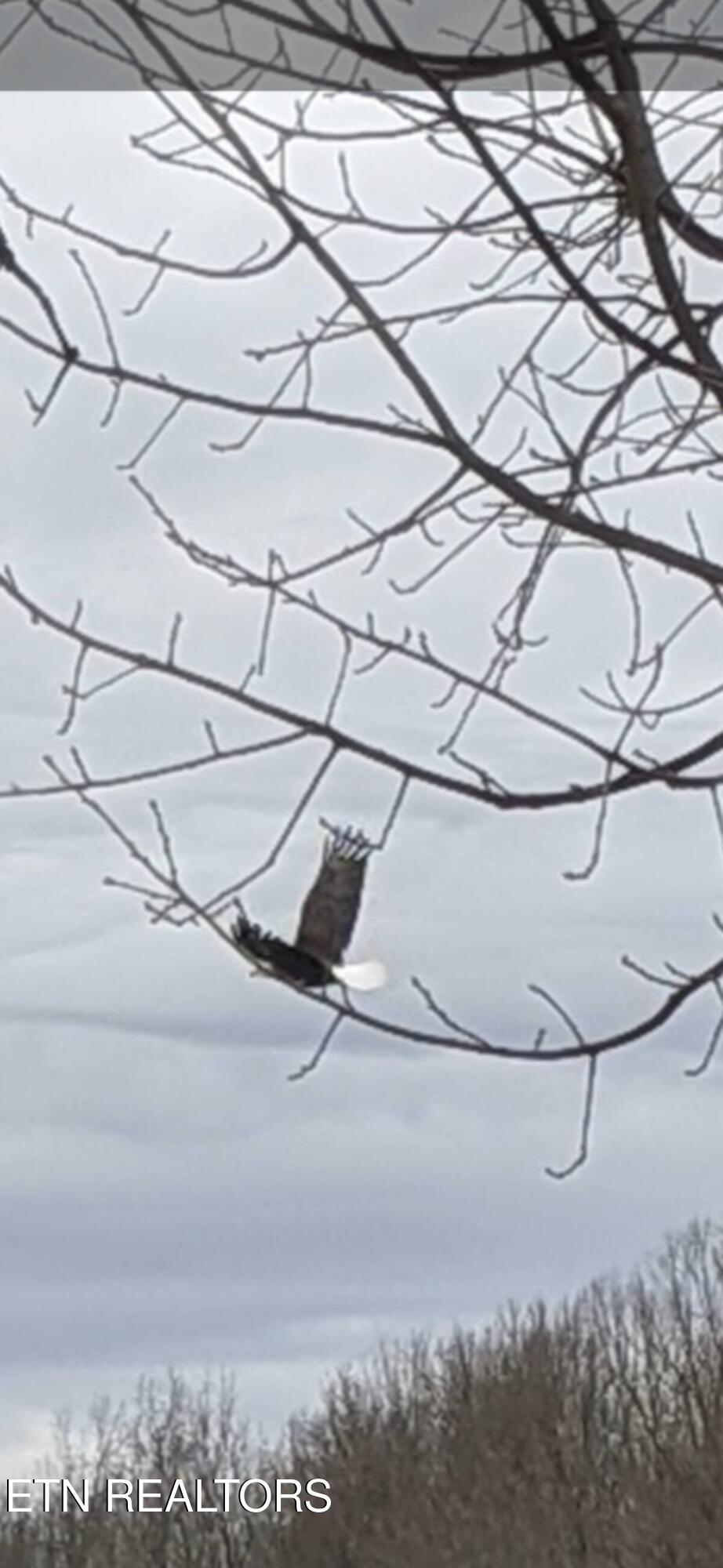 365 Moytoy Road, Unit 103 Crab Orchard, TN 37723 - Photo 39 of 42 jack q