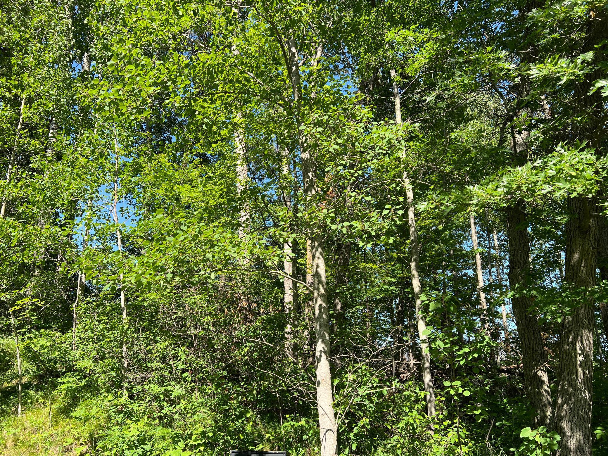 Lot 8 Terminal Road Breezy Point, MN 56472 - Photo 5 of 14