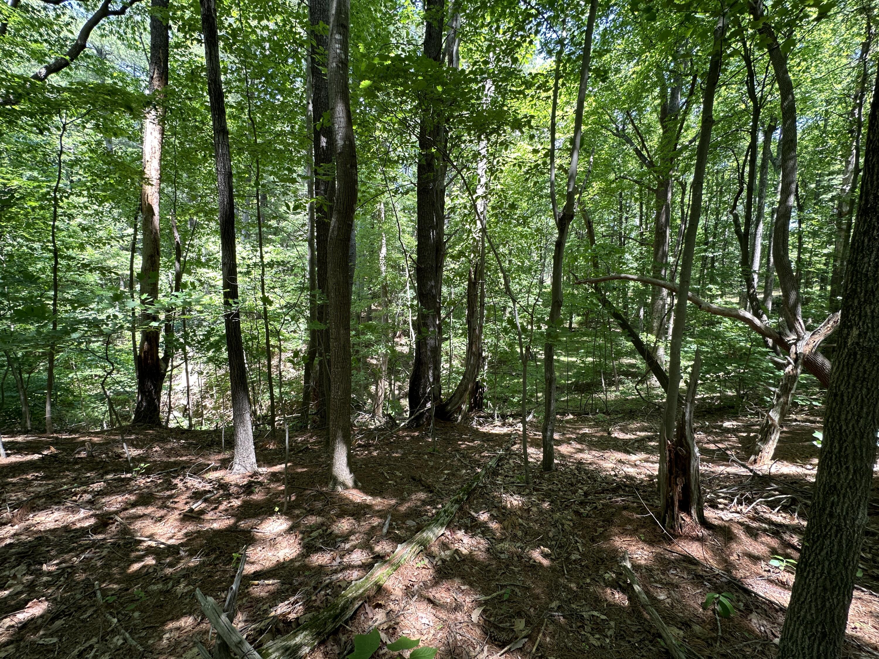 0 Mt Chestnut Road Roanoke, VA 24018 - Photo 12 of 29 IMG_2696