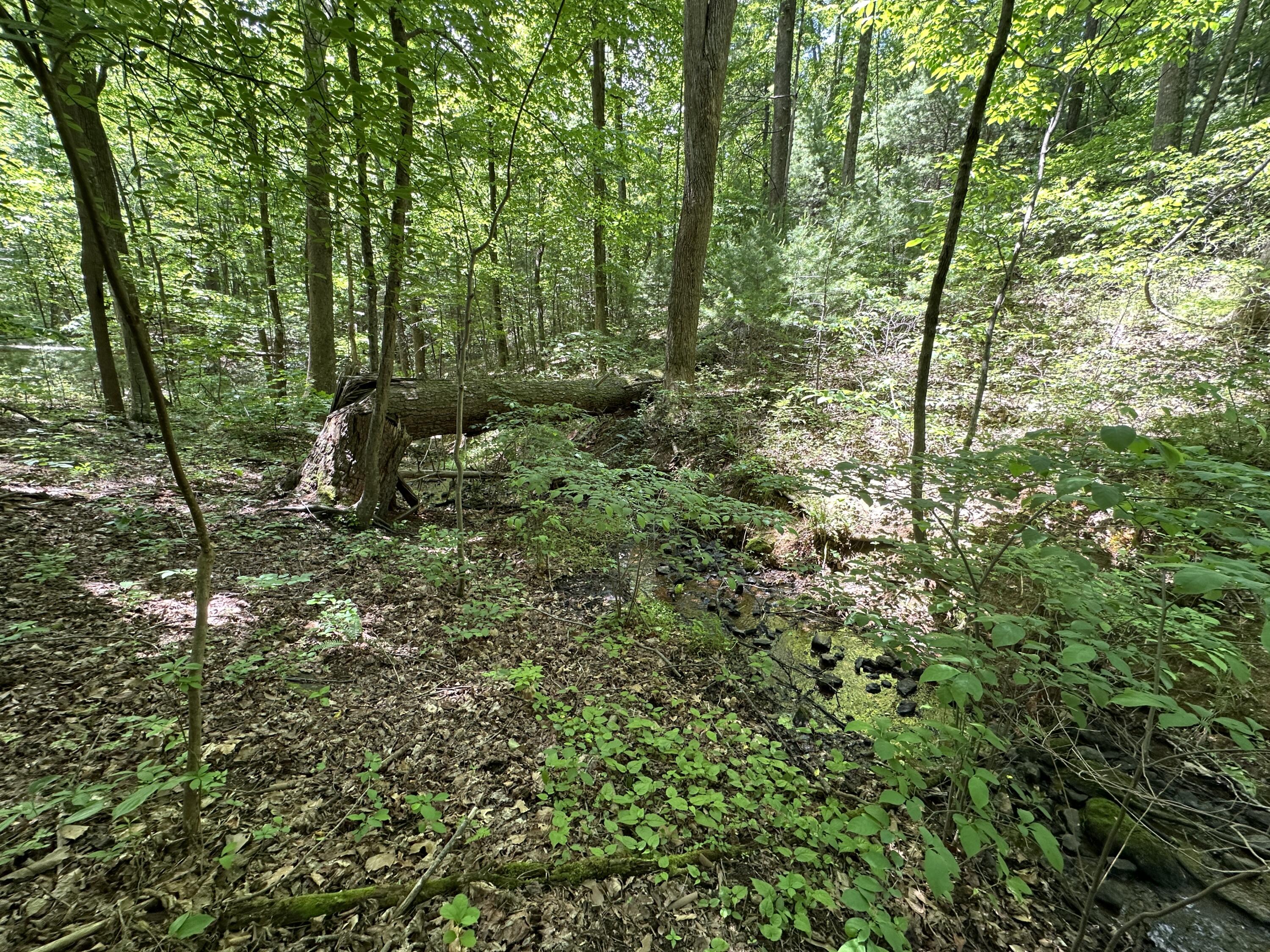 0 Mt Chestnut Road Roanoke, VA 24018 - Photo 17 of 29 IMG_2706