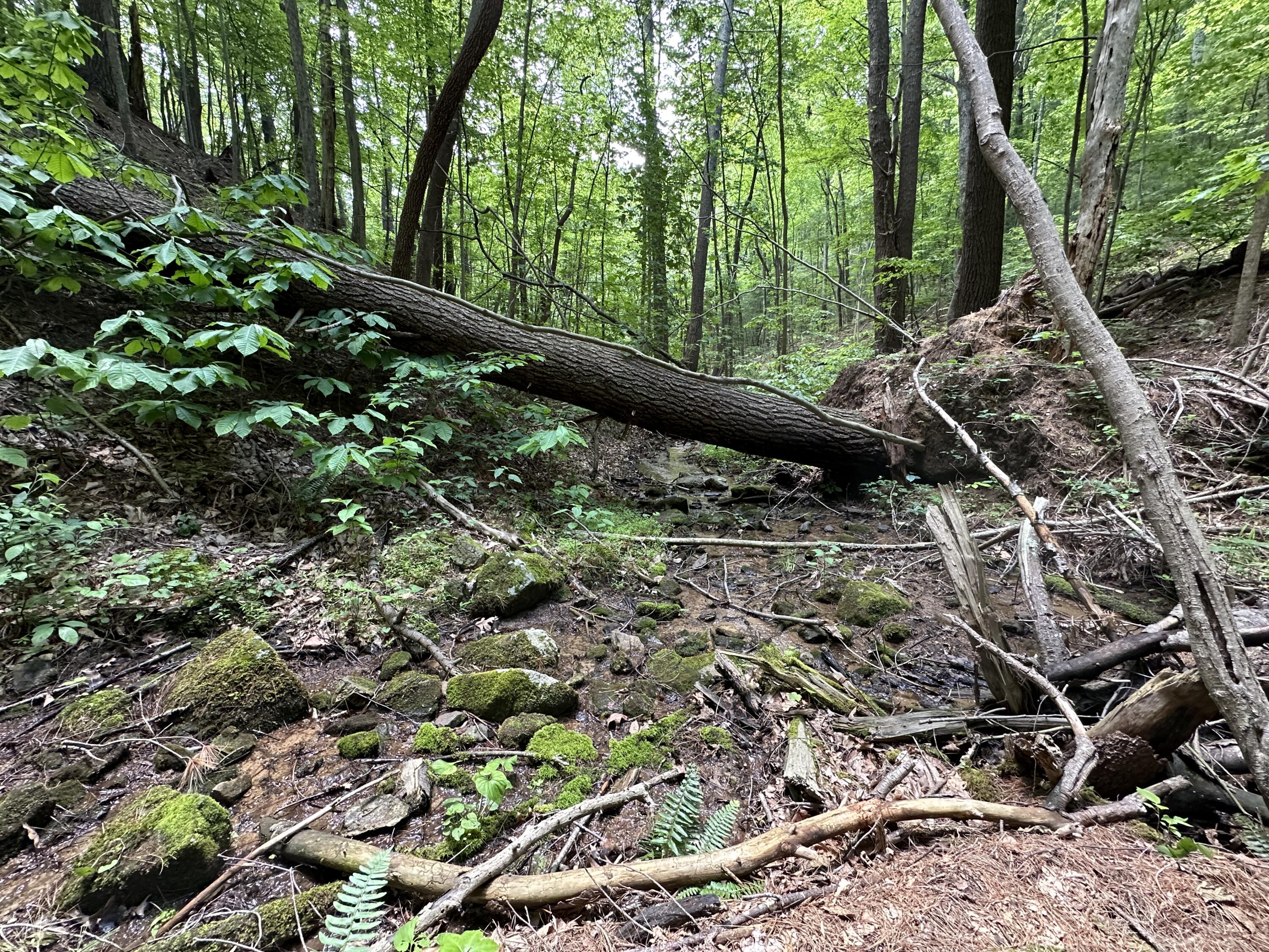 0 Mt Chestnut Road Roanoke, VA 24018 - Photo 20 of 29 IMG_2711