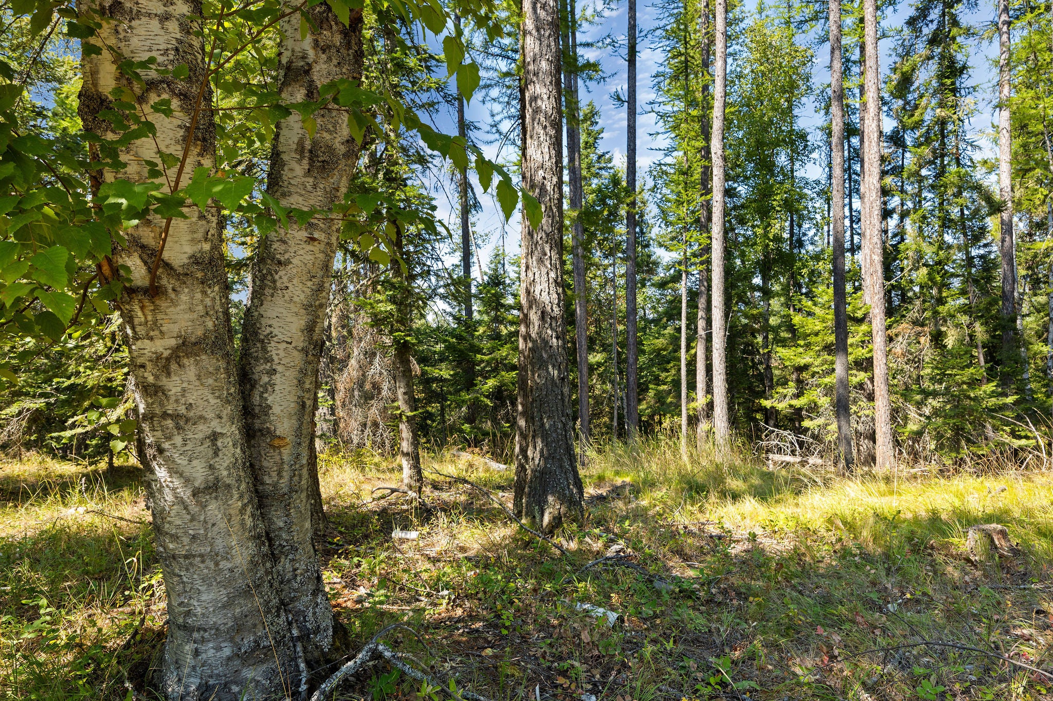 778 Pine Ridge Road Bigfork, MT 59911 - Photo 10 of 22 Gallery Image 10