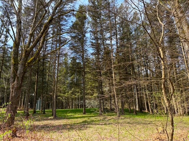 3453 Dutton Loop Clarksville, NY 14727 - Photo 36 of 50