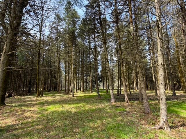 3453 Dutton Loop Clarksville, NY 14727 - Photo 45 of 50