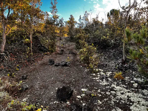 a view of a dry yard with lots of bushes