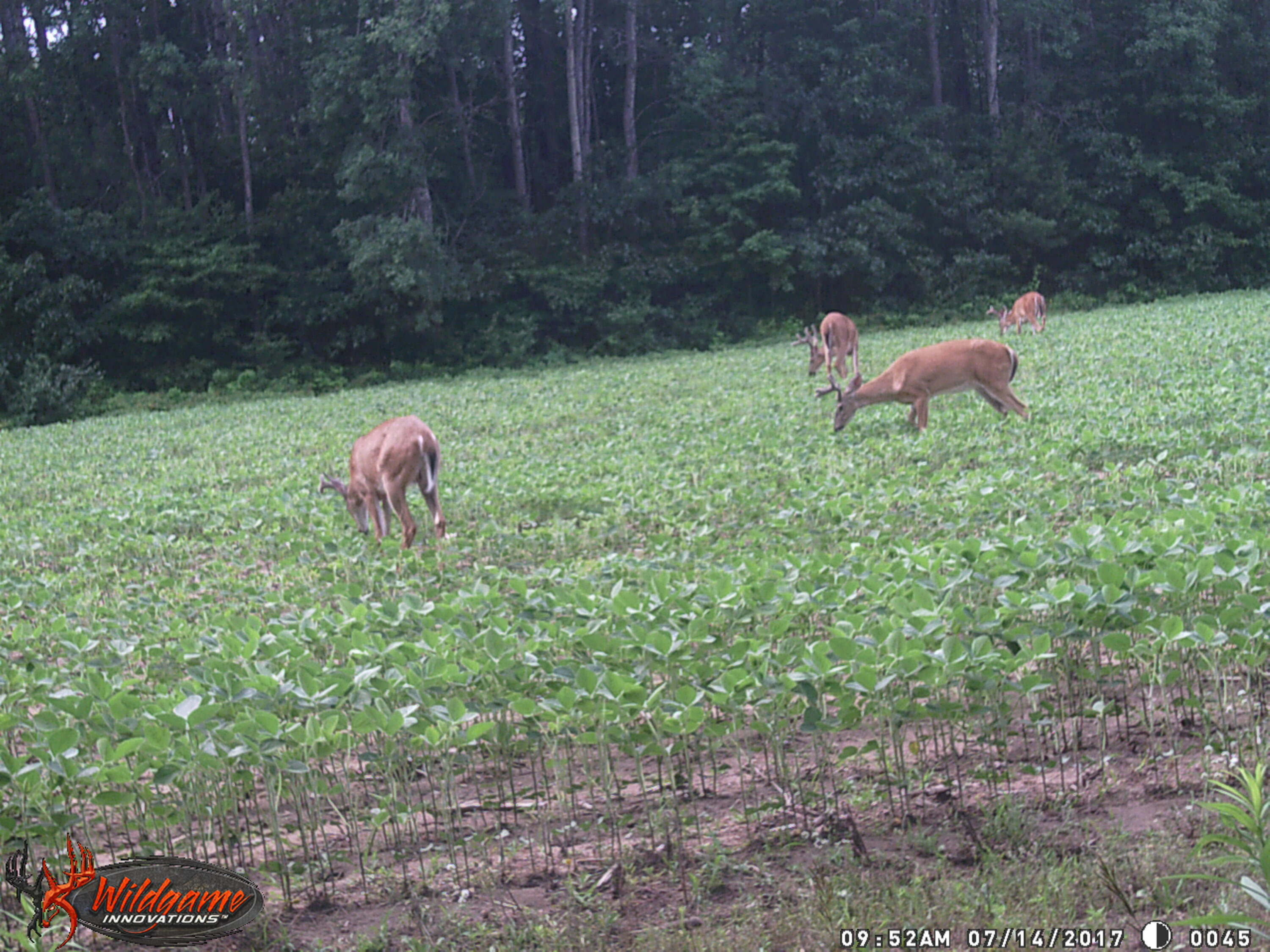 9746 North Maple Hill Road Morley, MI 49336 - Photo 35 of 41 WGI_0045