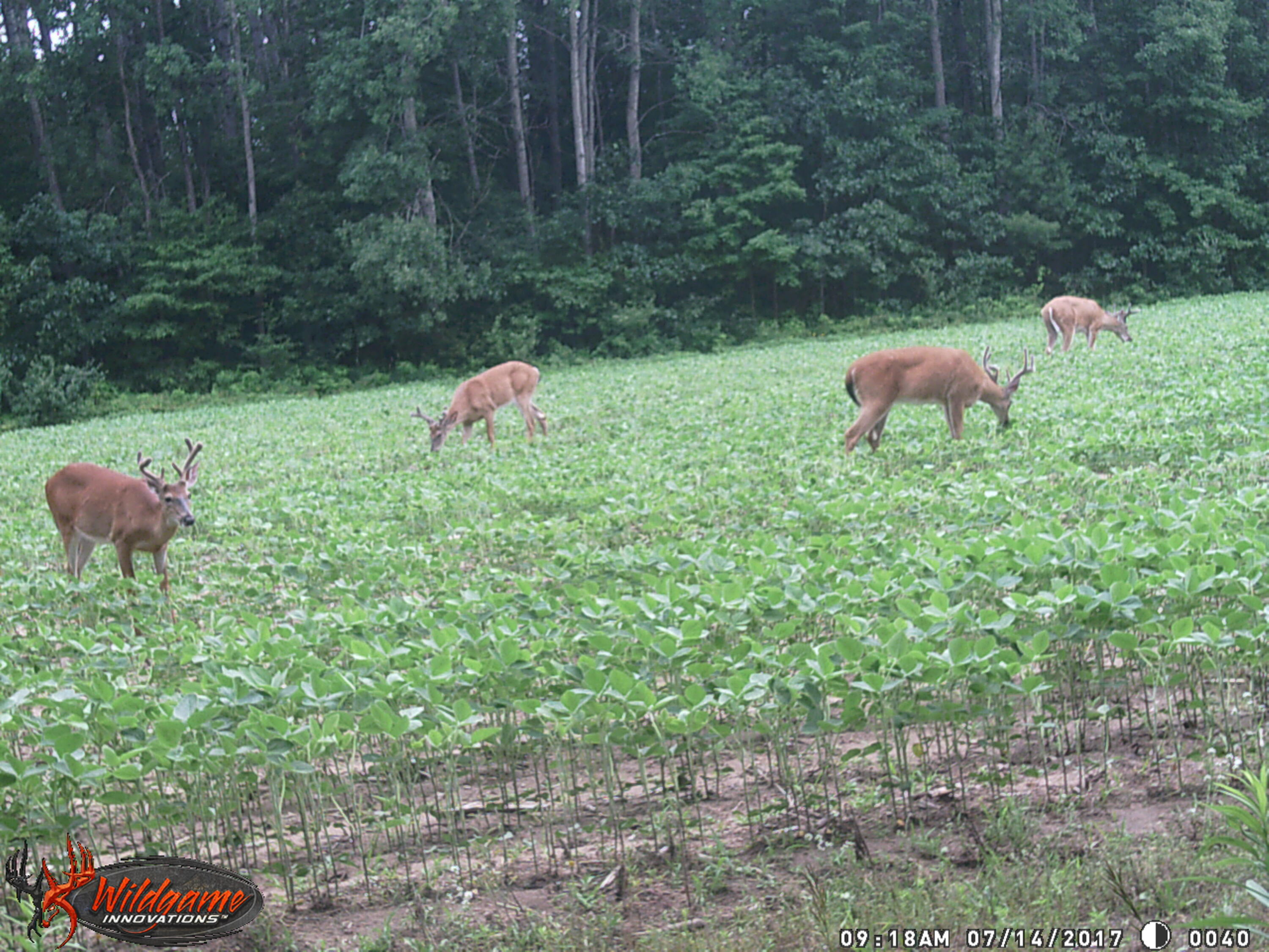 9746 North Maple Hill Road Morley, MI 49336 - Photo 36 of 41 WGI_0040