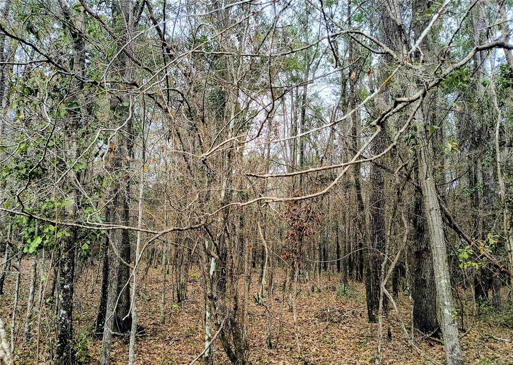 0 Northwest 142nd Street Williston, FL 32696 - Photo 8 of 10 a view of a yard