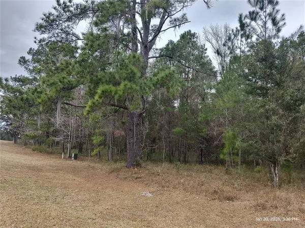 a view of a forest with trees in the background