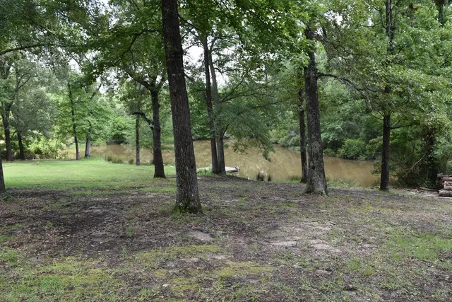 a view of a forest with trees in the background